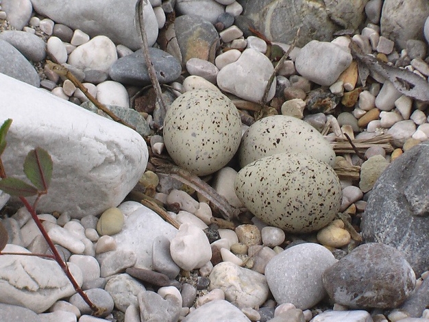 Flussregenpfeifer-Eier © Lukas Indermaur